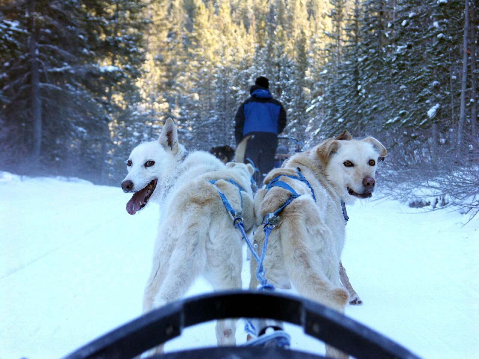 Lapland Husky Trail Sled