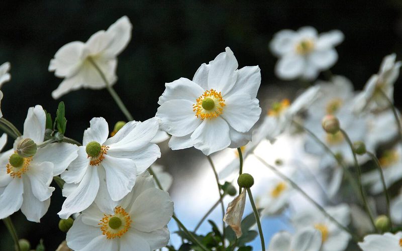 Online tribute pages